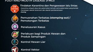 Mencegah Kontak Virus Penyakit Mulut dan Kuku (PMK)